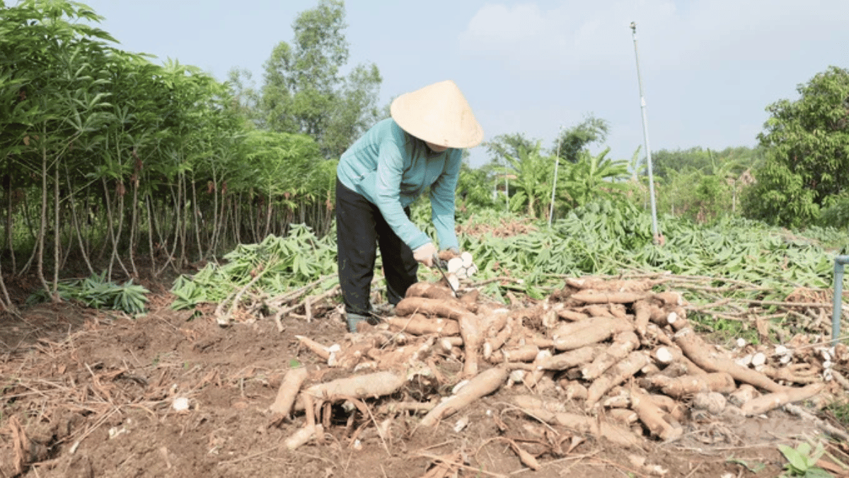 ảnh đại diện web (20)